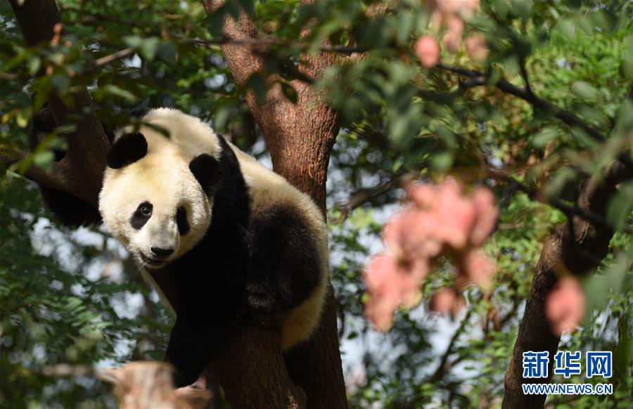 9月23日在秦岭大熊猫研究中心拍摄的大熊猫。 4
