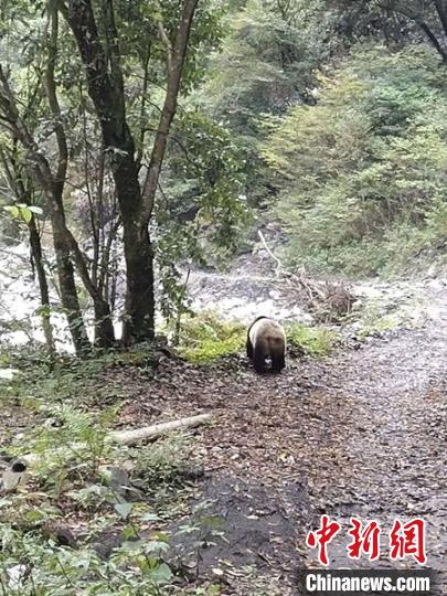 四川平武：野生大熊猫现身林间小道 路中悠闲玩耍