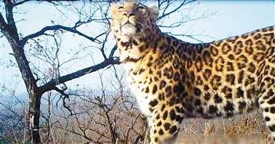 红外相机拍摄到的发现华北豹画面。（延安市桥北林业局供图）