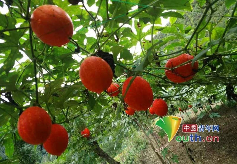 【决胜2020】陕西西乡碾子沟村：小小吊瓜子结出金果实