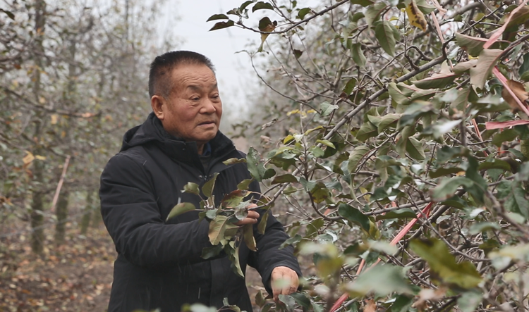 【“薪火”访谈室】陕西凤翔曹儒：与苹果树“死磕”的三十年