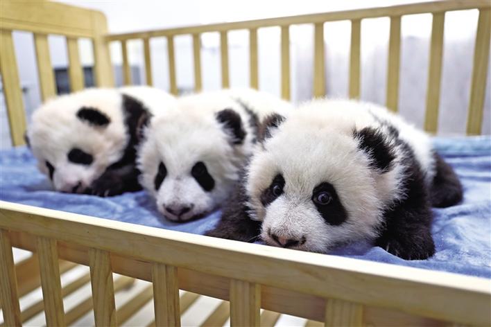 秦岭大熊猫研究中心三只熊猫已满百日