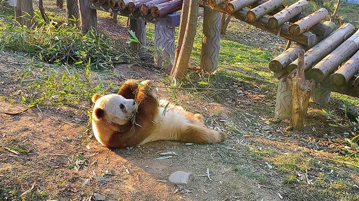 秦岭大熊猫惬意享受午后阳光