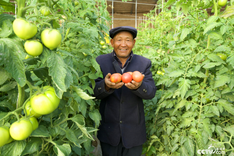 甘肃省武威市古浪县富民新村村民李应川从深山搬下来，振兴种起了蔬菜大棚。包快