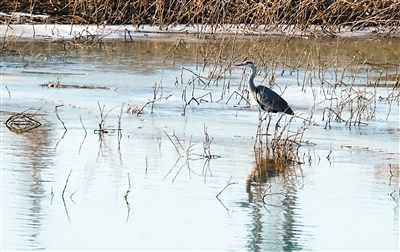 浐灞湿地一年四季都有水鸟栖息。建立
