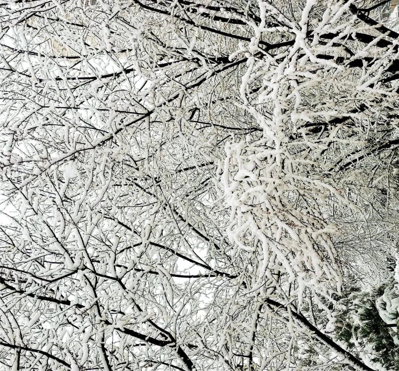 「摄影欣赏」雪中美景（图）