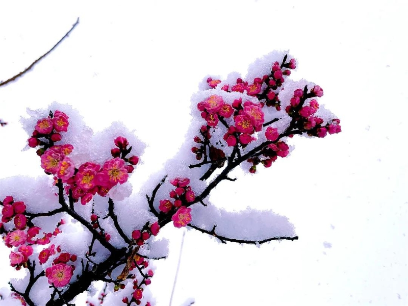 「摄影欣赏」雪中美景（图）