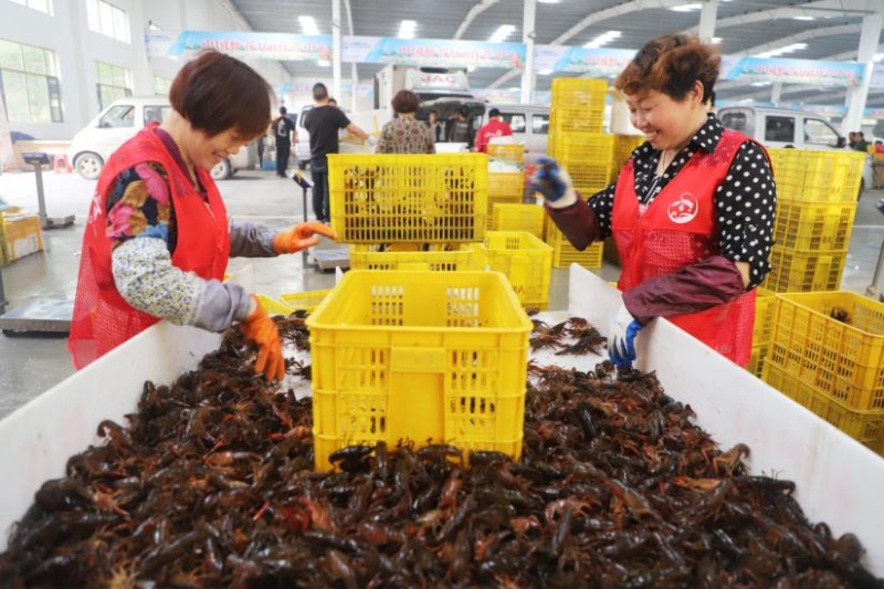 中国小龙虾交易中心内正在分拣小龙虾的舌尖上出<strong></strong>工作人员