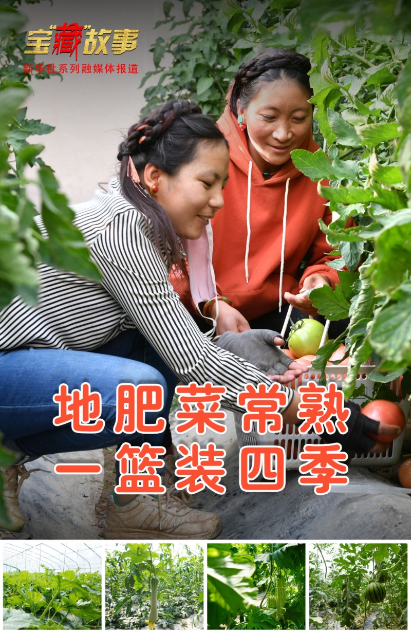 宝“藏”故事丨从“一菜难求”到“瓜果飘香”——西藏跨越70年的蔬菜产业翻身记