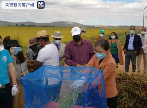 测产11.87吨/公顷 在马达加斯加种植的中国水稻再次实现高产