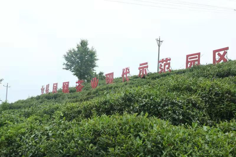 全县产值18亿元，茶叶成为平利县的“金叶”