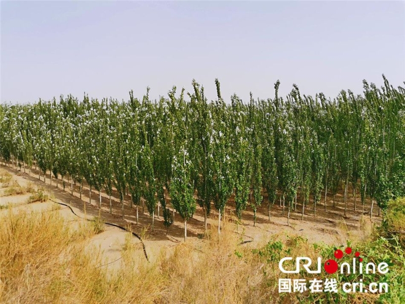 【中国有约】新疆麦盖提县在沙漠中筑起一道绿色生态屏障