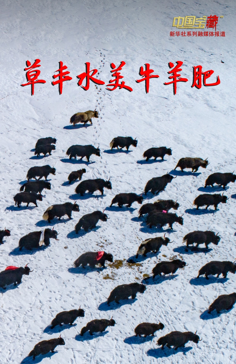 中国宝“藏”｜西藏农牧产品良种覆盖率持续扩大