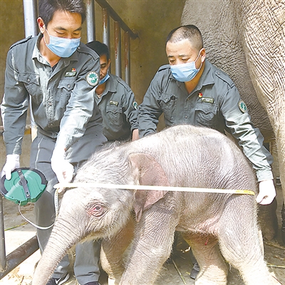 救助亚洲象 一直在行动