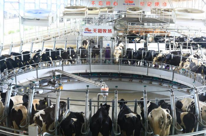 5G智慧生态牧场里的自动化挤奶生产线