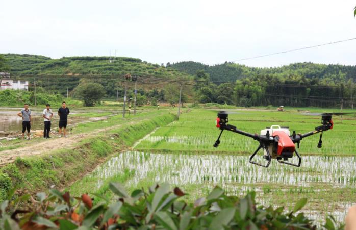 合作社正在用无人机为农户实施喷洒作业