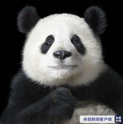 大熊猫被“降级” 陕西大熊猫野外种群增幅、密度均居全国首位