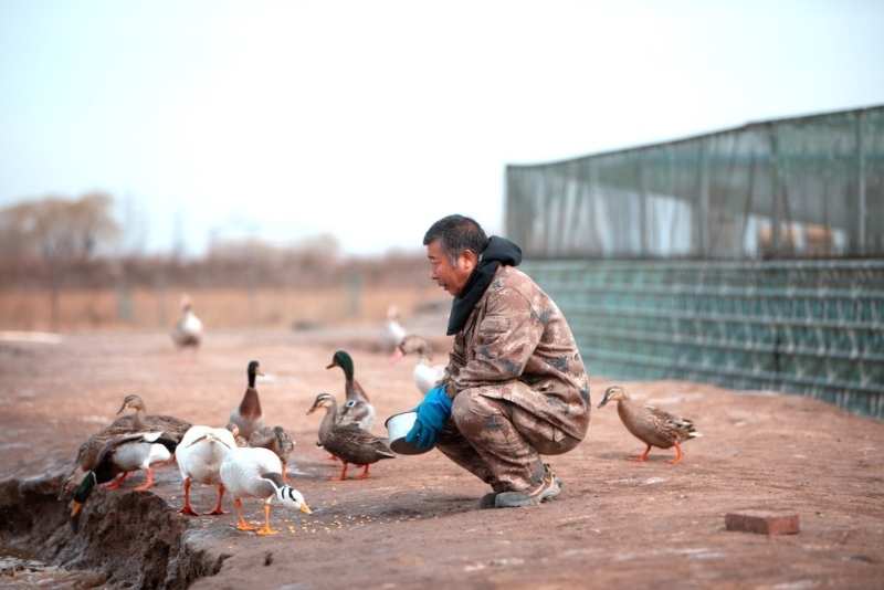 3月29日，老田在大清河救助站喂鸟。新华社发