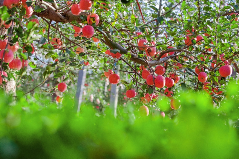 【走进乡村看小康】 陕西黄陵成为全国绿色苹果生产示范基地的启示