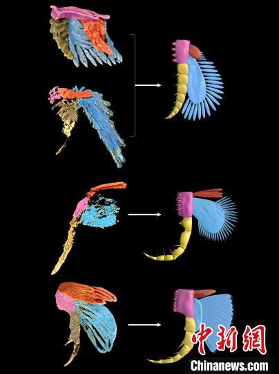 研究发现早寒武世澄江生物群节肢动物腿肢新结构