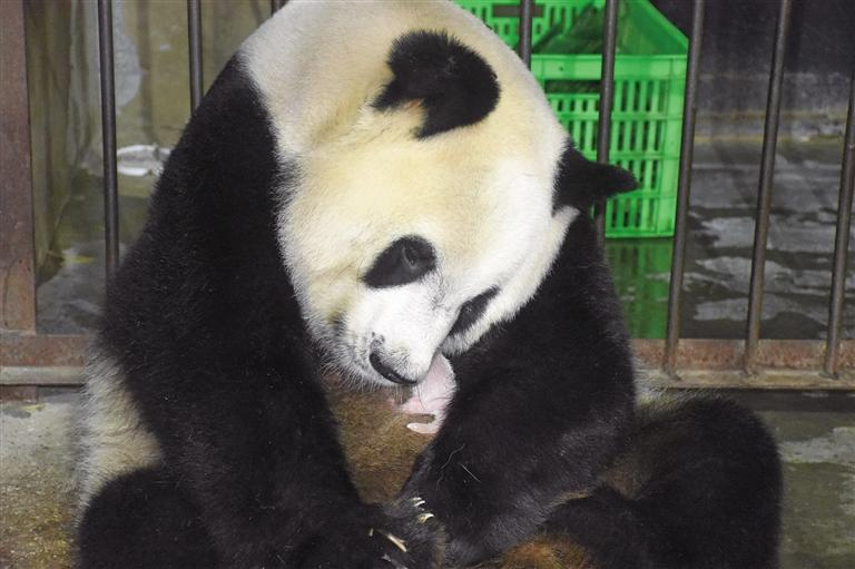 大熊猫“丫丫”诞下龙凤胎 陕西人工饲养秦岭大熊猫种群数量达36只