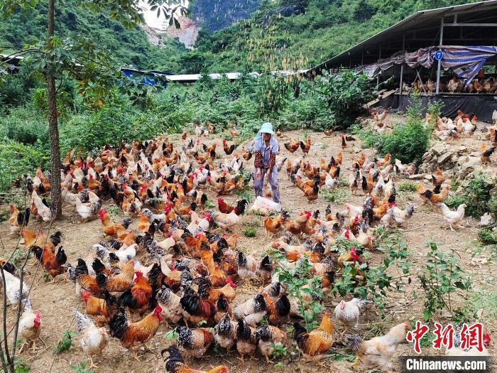 资料图：养殖员在给鸡喂食。　黄艳梅 摄