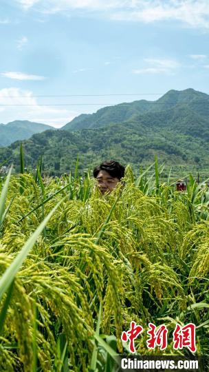 “巨型稻”平均每株水稻植株高达1.8米左右。建德　钱鏊焕 摄