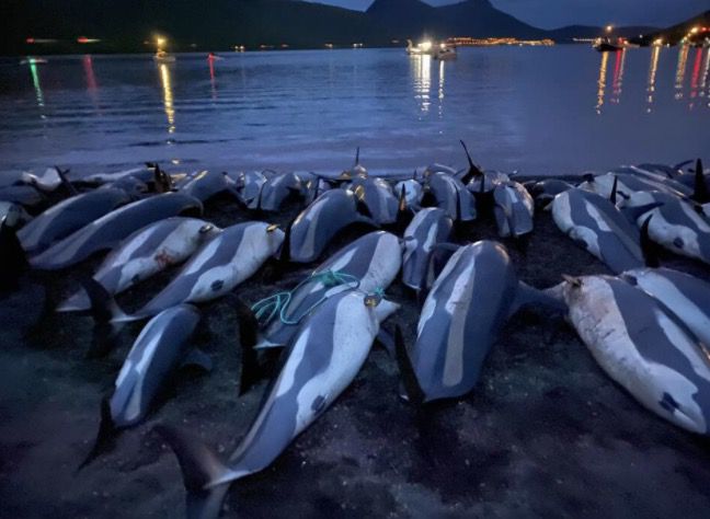 1428只海豚被捕杀！法罗群岛将对海豚捕捞进行评估