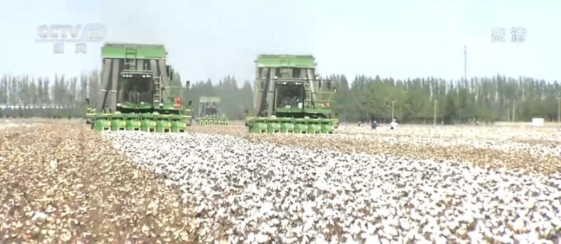 【丰收中国】新疆石河子：370万亩棉花迎来采摘期