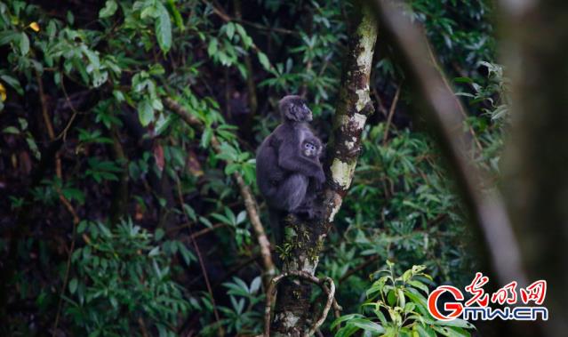 云南已建362处自然保护地 50种野生动物种群数量增加