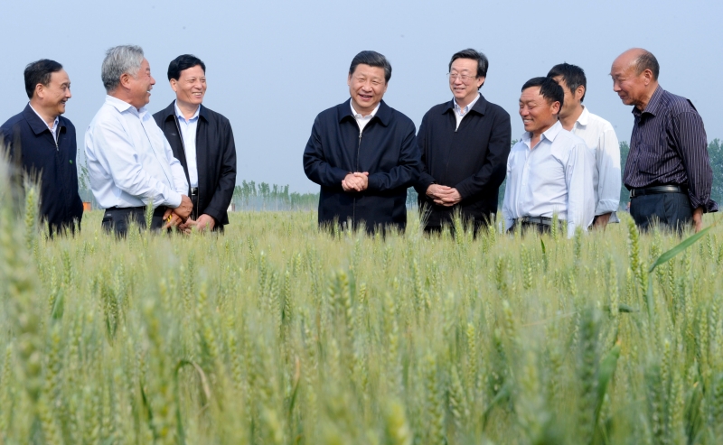 2014年5月9日，习近平总书记在尉氏县张市镇高标准粮田察看小麦长势。