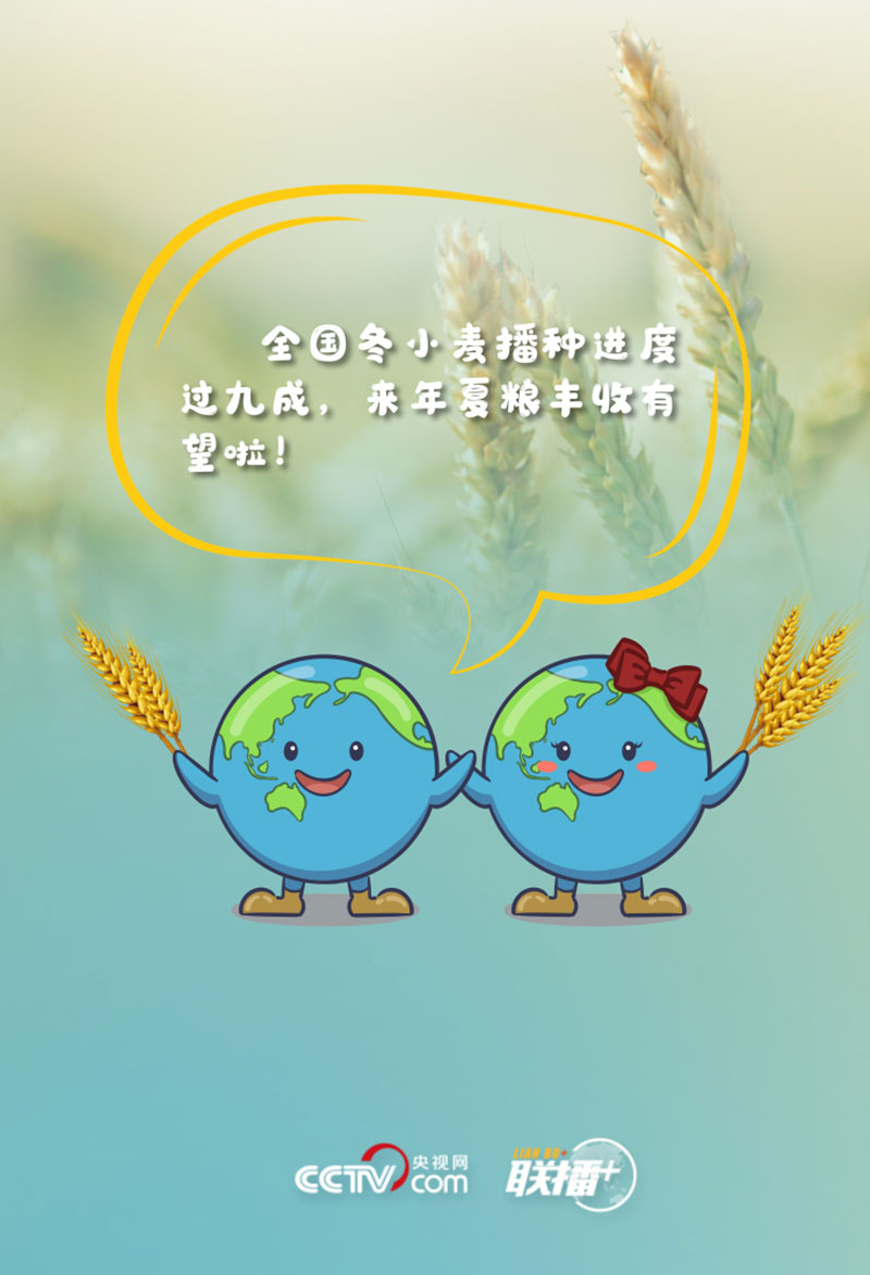 联播+｜这可是个好消息！全国冬小麦播种过九成