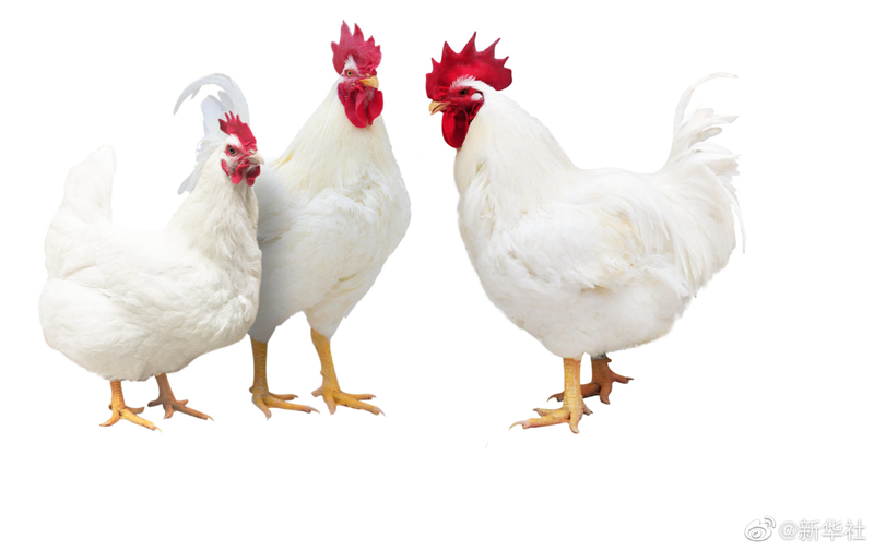 我国自主培育3个白羽肉鸡品种通过审定