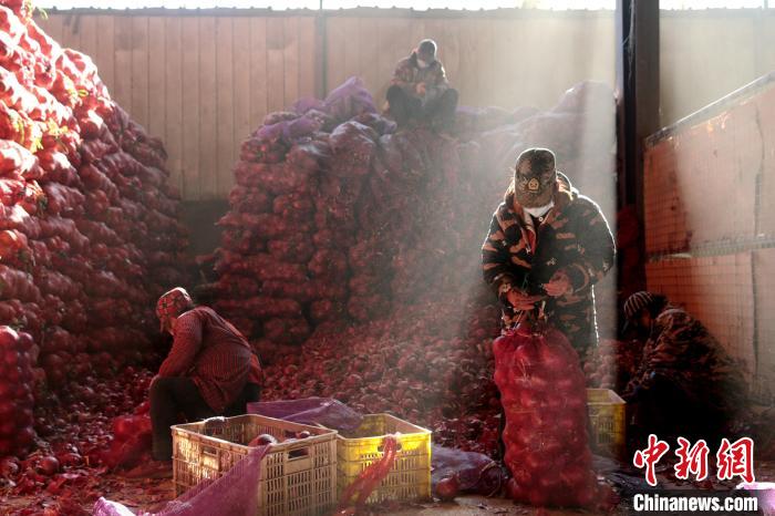 图为西部欣桥农产品物流中心内的西安商户正在打包蔬菜。　张远 摄