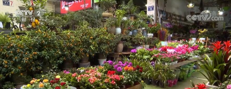 开年看消费 | 四川泸州：年味渐浓 年宵花市场迎来消费旺季