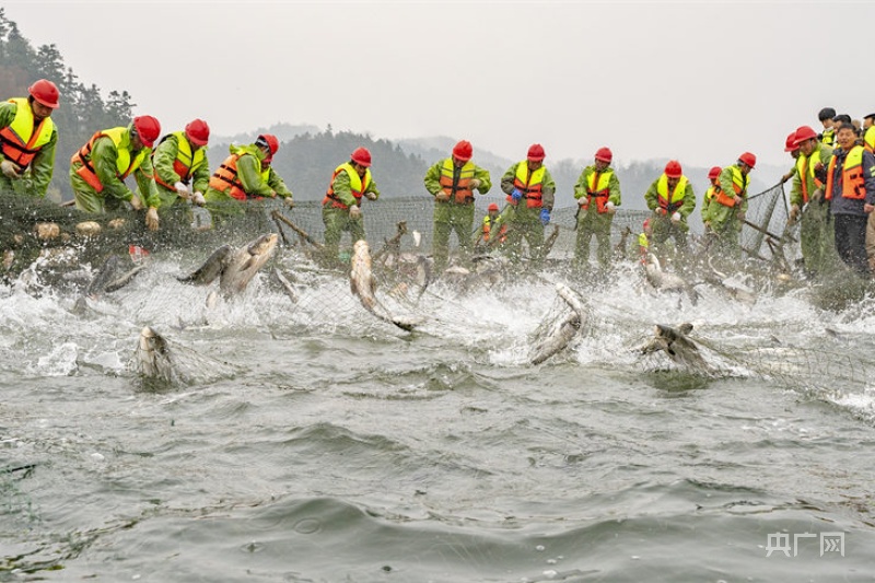 镜见新余：新年巨网首捕 起鱼超10万斤