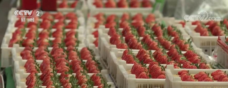 节前看市场 | 辽宁：草莓大量上市 春节价格波动不大