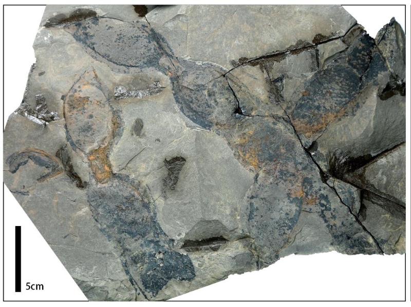 远古发现丨研究人员发现1000万年前的“豆角”化石