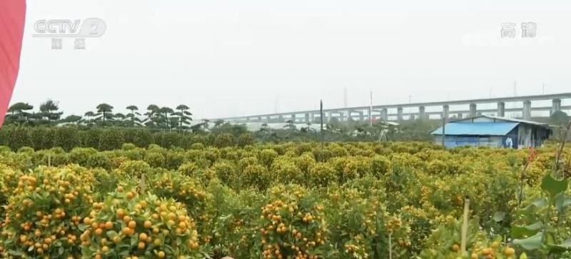 节前看消费 | 广州：春节临近 年桔、绿植再度成为节前热销品