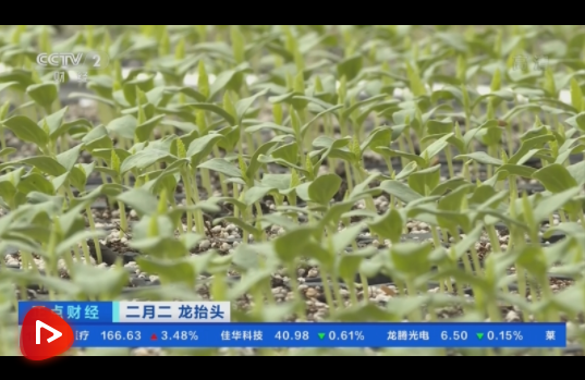 “农事节”抢农时 2.3万亩洋香瓜下苗 场面十分火热