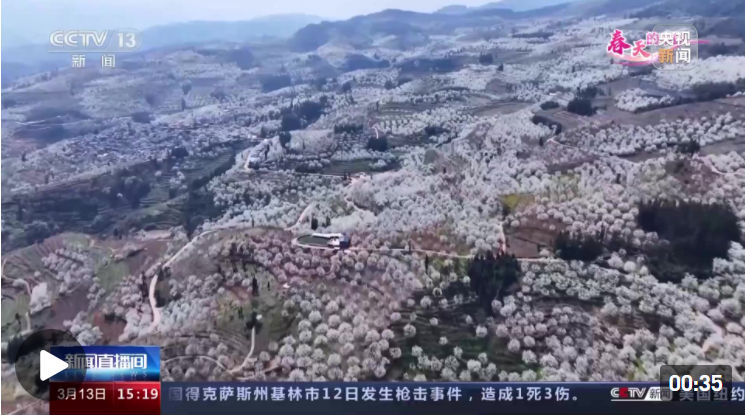 云南个旧 春天的中国 万亩梨花绽放 如雪似雾迎春