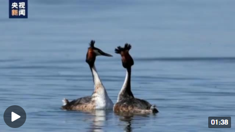 青海湖迎来北归候鸟 看鸟儿们如何“花式”求偶