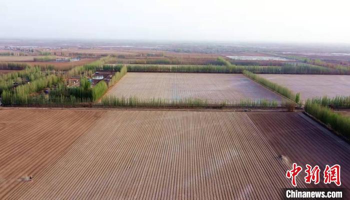 航拍“中国长绒棉之乡” 新疆阿瓦提131万亩棉花开播
