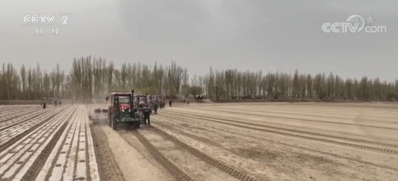 新疆棉农采用“干播湿出”种植技术 棉花出苗率从80%提高到90%以上