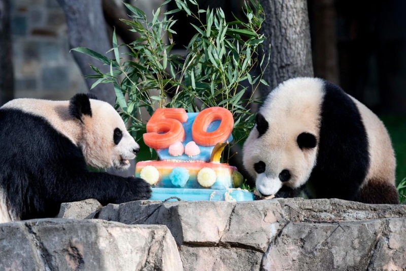 全球连线 | 中国大熊猫抵美50周年 美国民众半世纪“熊猫情缘”