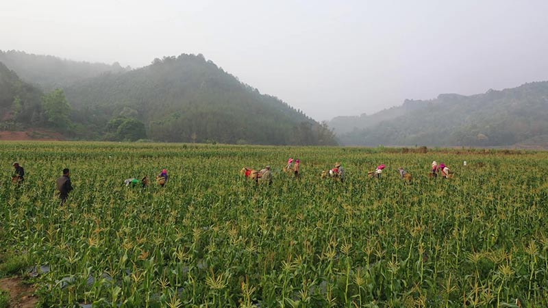 村民正在采收玉米。姚翔航摄