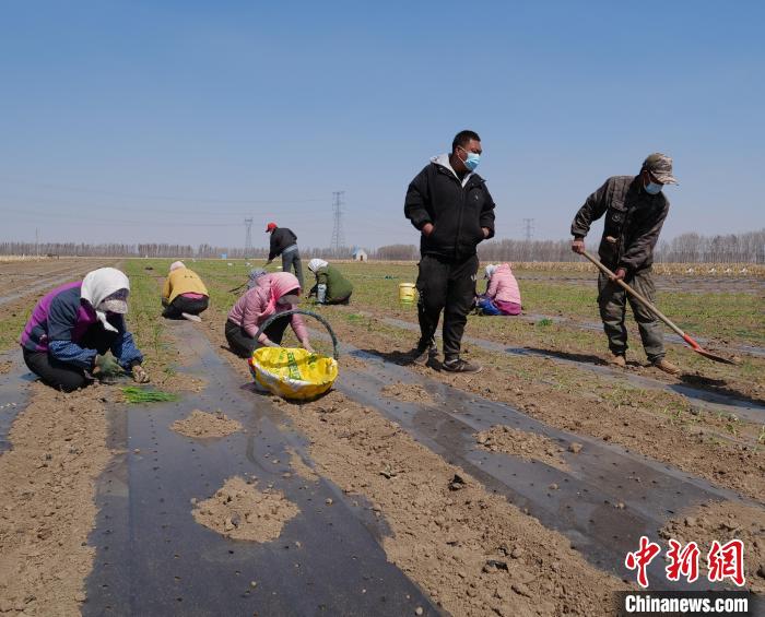 【十年@每一个奋斗的绿领你】内蒙古新型农牧民成“绿领”致富路上“葱”满希望