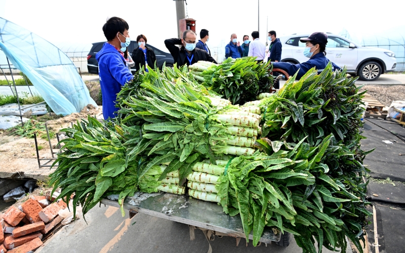 2022年4月19日，上海，奉贤区海湾镇，农户张老伯正在采摘新鲜莴笋。