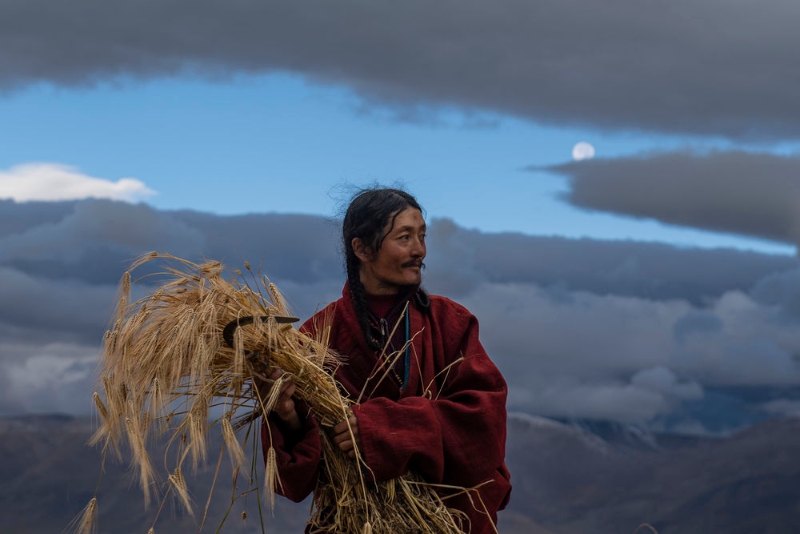 西藏青稞播种面积211万亩 打响“西藏青稞”品牌