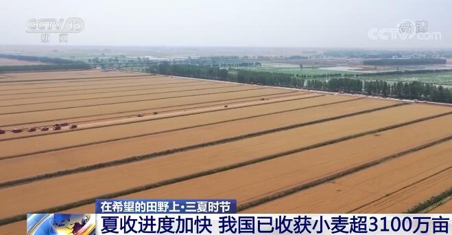 在希望的田野上·三夏时节：夏收进度加快 我国已收获小麦超3100万亩